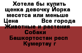 Хотела бы купить щенка девочку Йорка 2 месетса или меньше › Цена ­ 5 000 - Все города Животные и растения » Собаки   . Башкортостан респ.,Кумертау г.